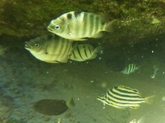 Acanthuridae