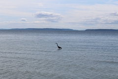 Ardea herodias