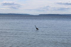 Ardea herodias