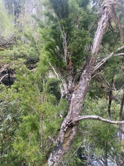 Lagarostrobos franklinii