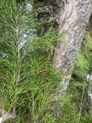 Lagarostrobos franklinii