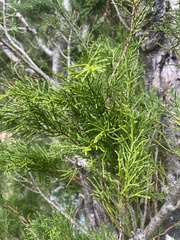 Lagarostrobos franklinii