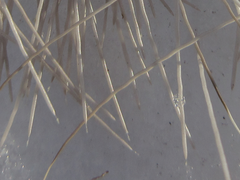 Hydropotes inermis
