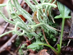 Cladonia subulata