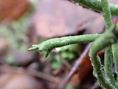 Cladonia subulata