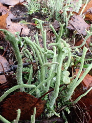 Cladonia subulata