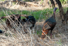 Meleagris gallopavo intermedia