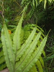Blechnum triangularifolium
