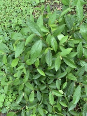 Callicarpa formosana formosana