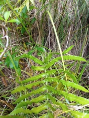 Blechnum triangularifolium