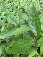 Callicarpa formosana formosana