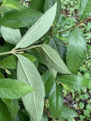 Callicarpa formosana formosana