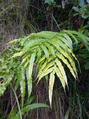 Blechnum triangularifolium