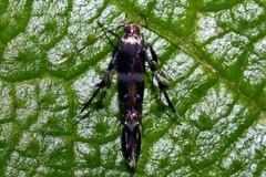 Cosmopterigidae