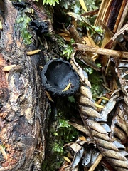 Plectania rhytidia