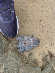 Platycephalus fuscus