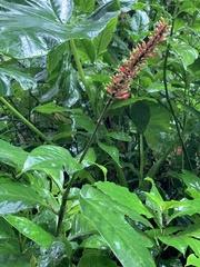 Odontonema tubaeforme