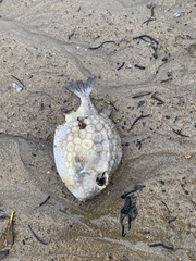 Anoplocapros inermis