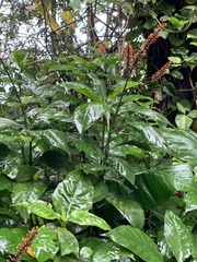 Odontonema tubaeforme