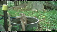 Sericulus chrysocephalus