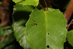 Ozphyllum naskreckii