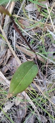 Cryptostylis leptochila