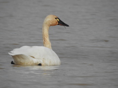 Cygnus columbianus columbianus