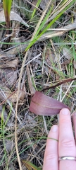 Cryptostylis leptochila