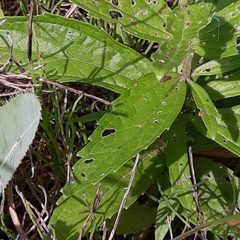 Eupatorium lindleyanum