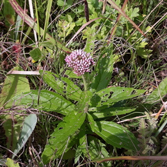 Eupatorium lindleyanum