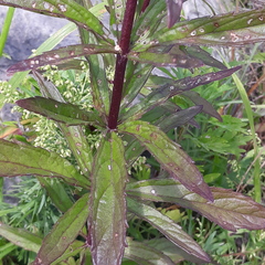 Eupatorium lindleyanum