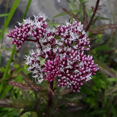 Eupatorium lindleyanum