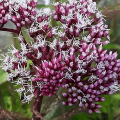 Eupatorium lindleyanum