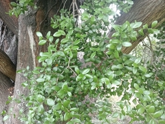 Peraxilla tetrapetala