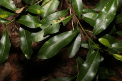 Acronychia oblongifolia
