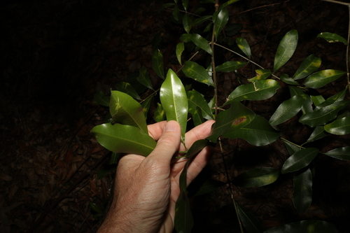 Image of Common Acronychia (Acronychia oblongifolia) by (c) Greg Tasney, some rights reserved (CC BY-SA)