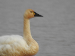 Cygnus columbianus columbianus