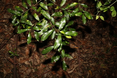 Acronychia oblongifolia