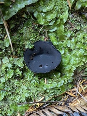 Plectania rhytidia