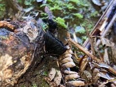 Plectania rhytidia
