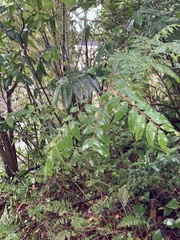 Tetradium glabrifolium