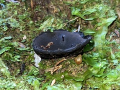 Plectania rhytidia