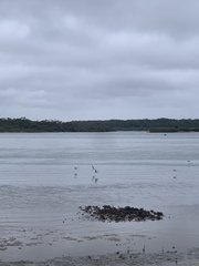 Limosa lapponica