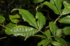 Acronychia pubescens