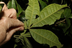 Acronychia pubescens