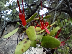 Peraxilla tetrapetala