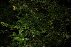 Acronychia pubescens