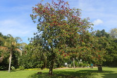 Schotia brachypetala