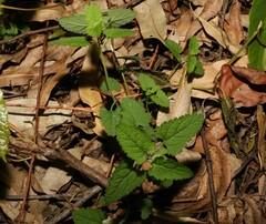 Teucrium argutum