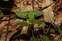 Teucrium argutum